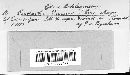 Cintractia caricis image