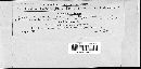 Cintractia caricis image