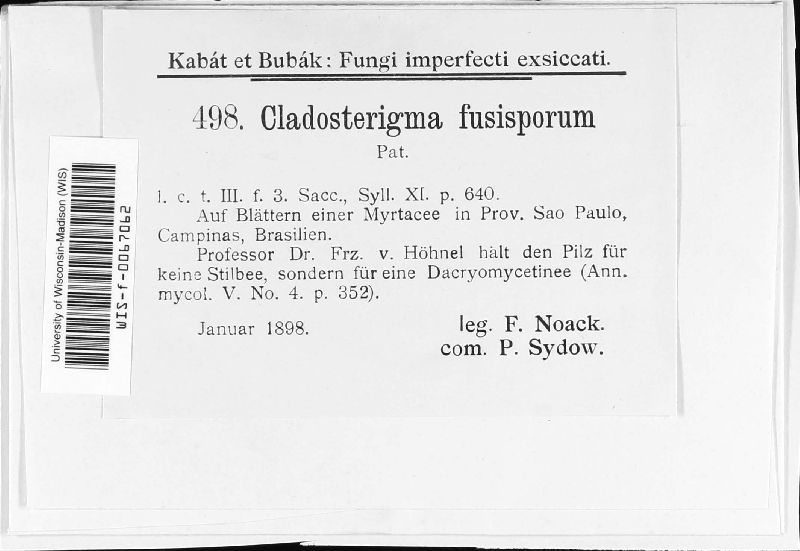 Cladosterigma image