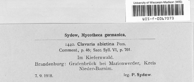 Clavaria abietina image