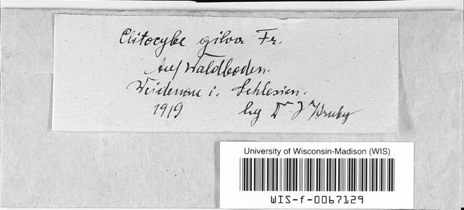 Paralepista gilva image