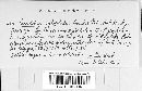 Image of Coccobotrys xylophilus