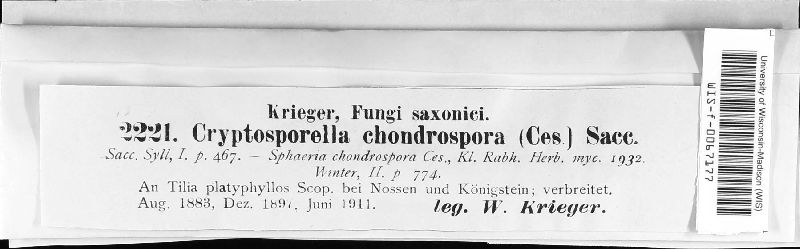 Pseudomassaria chondrospora image