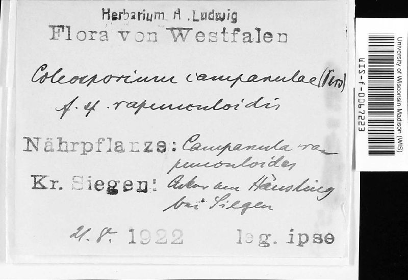 Coleosporium campanulae-rapunculoidis image
