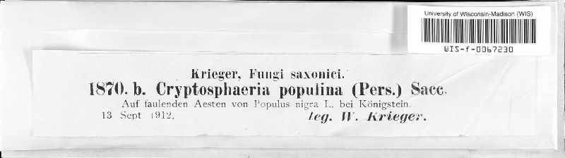 Cryptosphaeria image