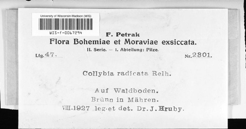 Collybia radicata image