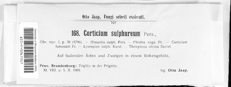 Corticium sulphureum image