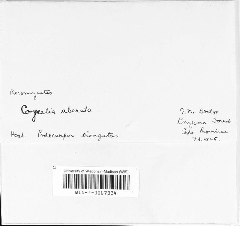 Corynelia image