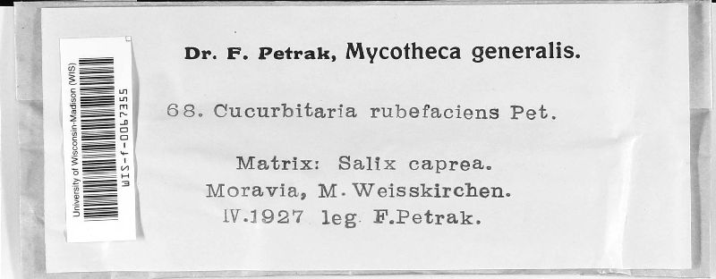 Cucurbitaria rubefaciens image