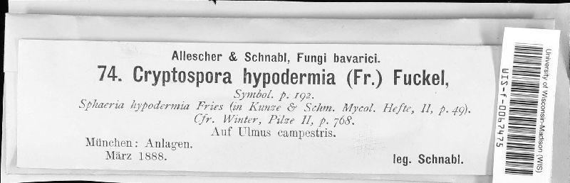 Cryptosporella hypodermia image