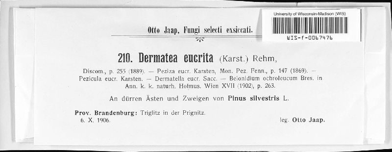Pezicula image