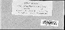 Coleosporium tussilaginis image