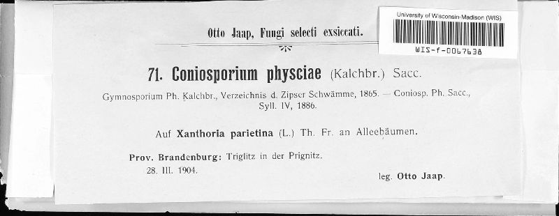Xanthoriicola image