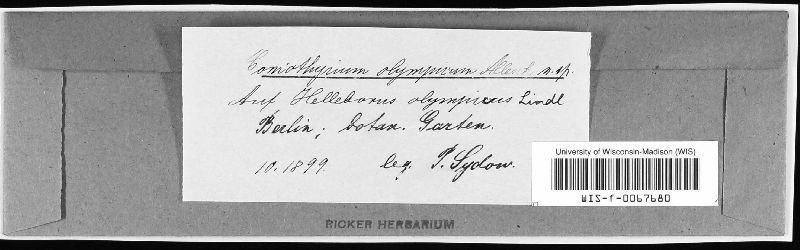 Coniothyrium olympicum image