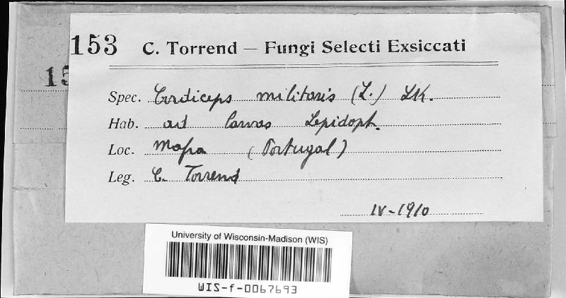 Cordyceps militaris image