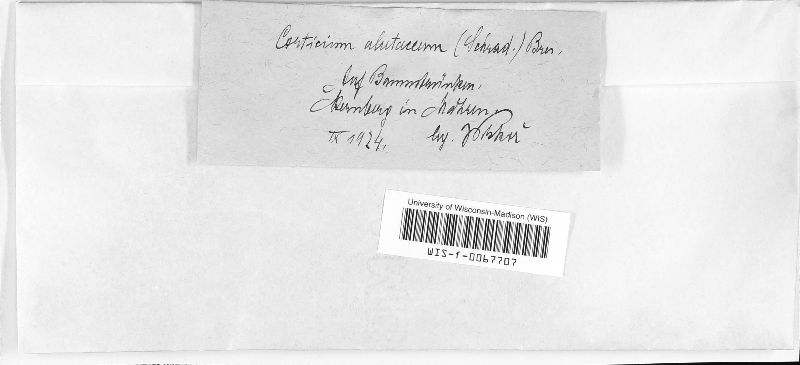 Corticium alutaceum image