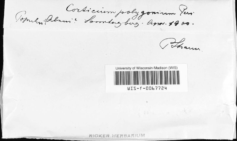 Corticium polygonium image