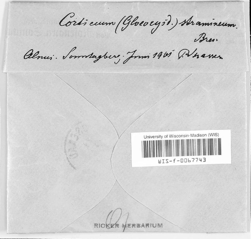Gloeocystidiellum porosum image
