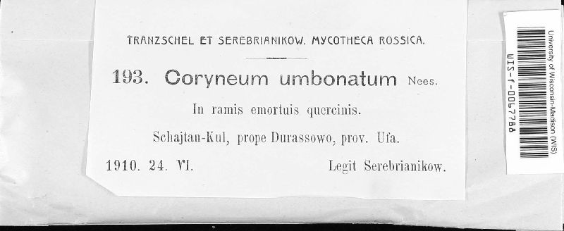 Coryneum umbonatum image