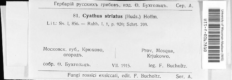 Cyathus image