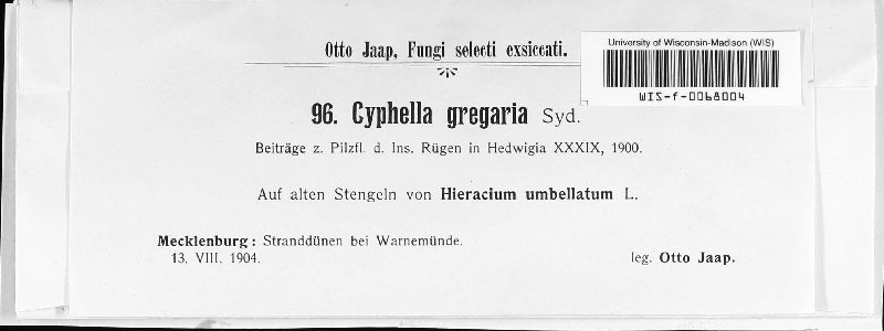 Cyphella gregaria image