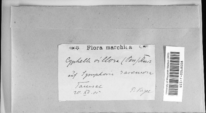 Cyphella villosa image