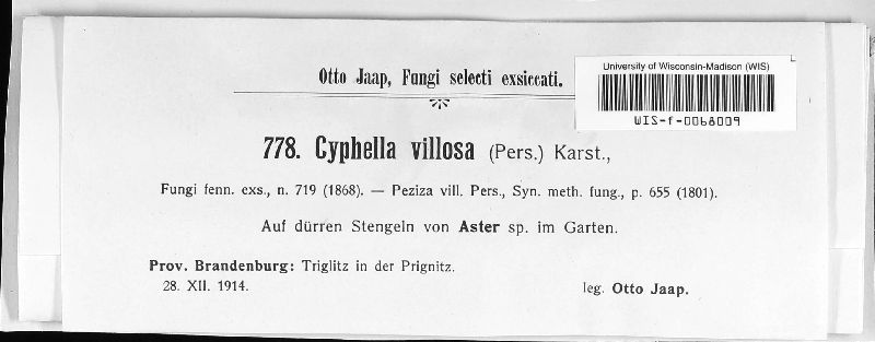 Cyphella image