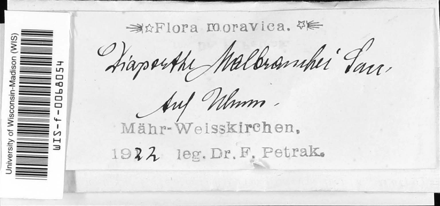Phomopsis velata image
