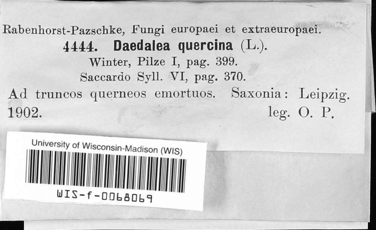 Daedalea quercina image