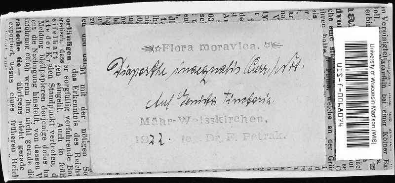 Phomopsis inaequalis image