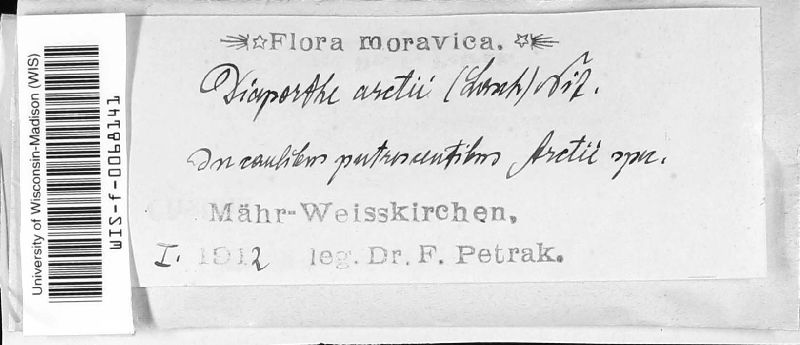 Diaporthe arctii image