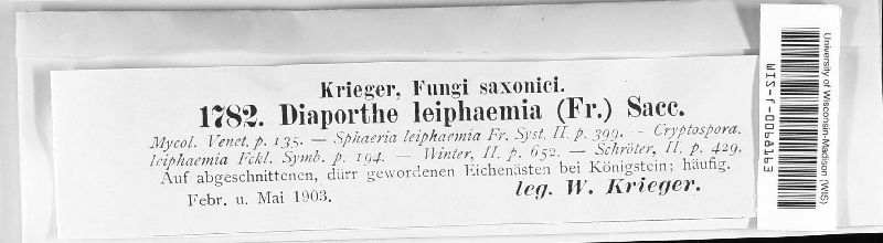 Diaporthe leiphaemia image