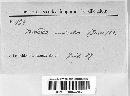 Daedalea unicolor image
