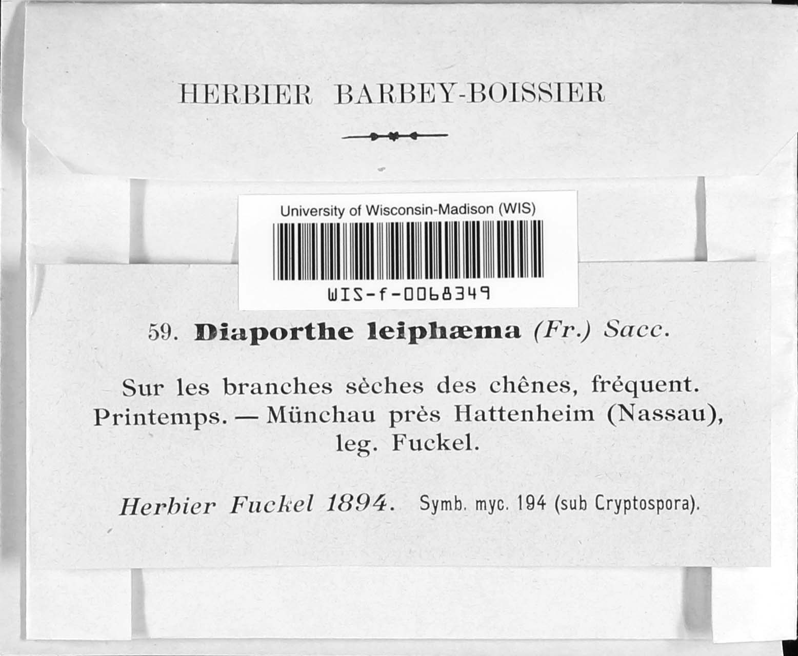 Diaporthe leiphaema image