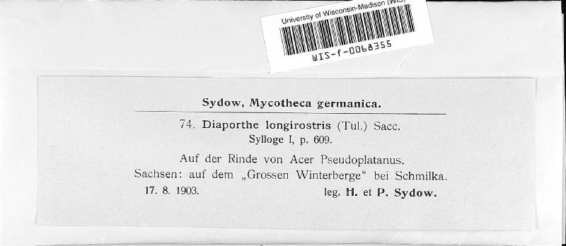 Apiognomonia hystrix image