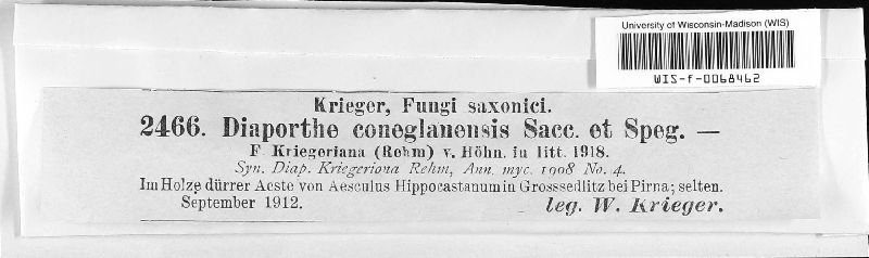 Phomopsis coneglanensis image