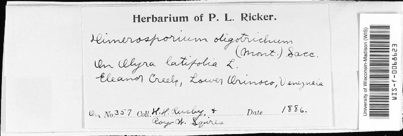 Dysrhynchis image