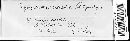 Image of Didymopsamma moravica