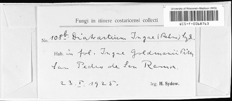 Diatractium ingae image