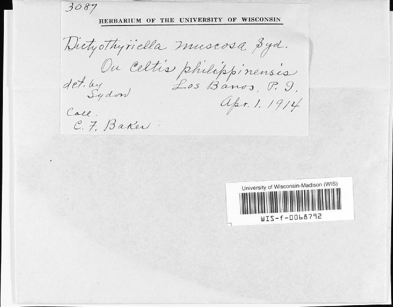 Micropeltidaceae image