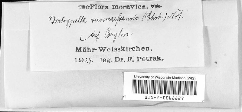 Diatrypella verrucaeformis image