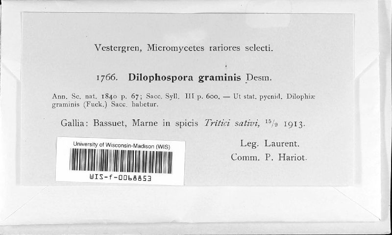 Dilophospora graminis image