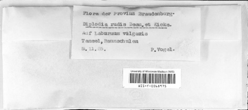 Diplodia rudis image