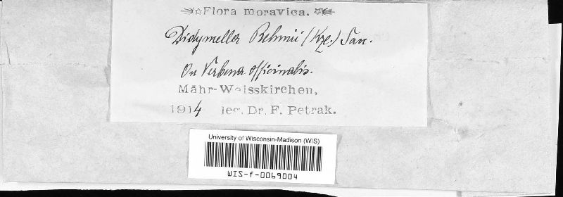 Didymella rehmii image