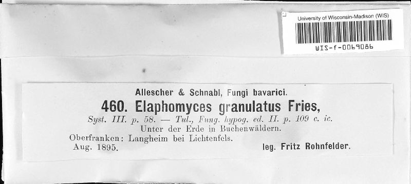 Elaphomyces granulatus image