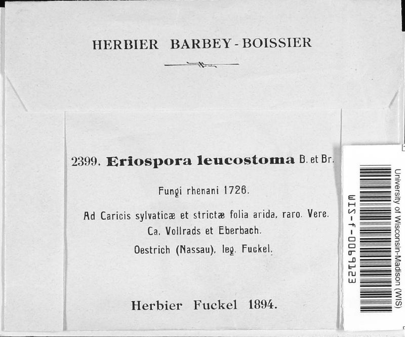 Eriospora leucostoma image