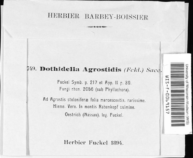 Scirrhia agrostidis image