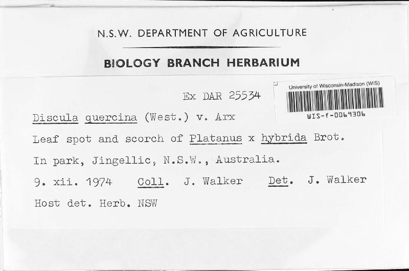 Dendrostoma leiphaemia image