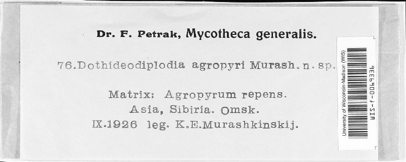 Dothideodiplodia agropyri image