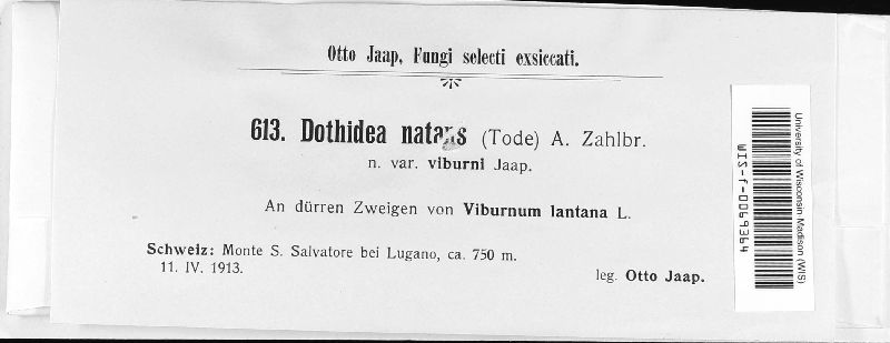 Dothidea sambuci image